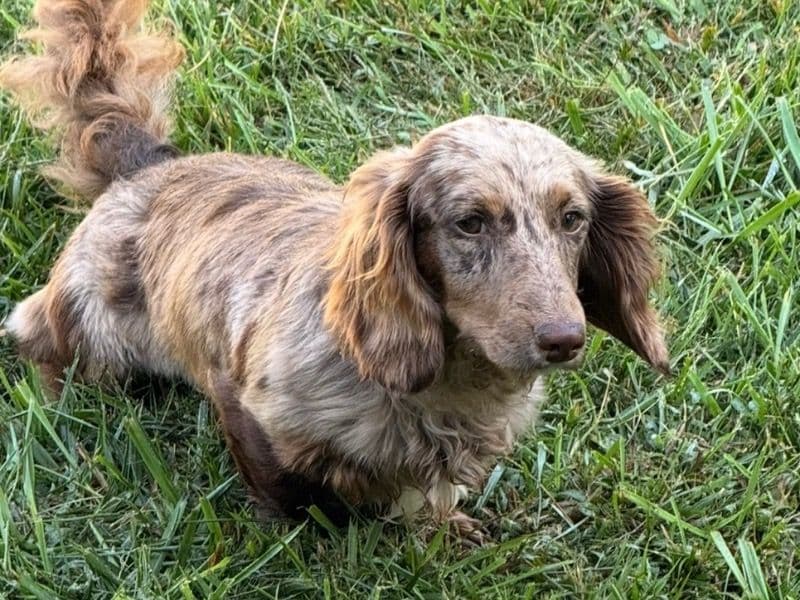 Miniature Dachshund 2 years old female small named Cookie for breeding in Westchester County, New York | Petmeetly