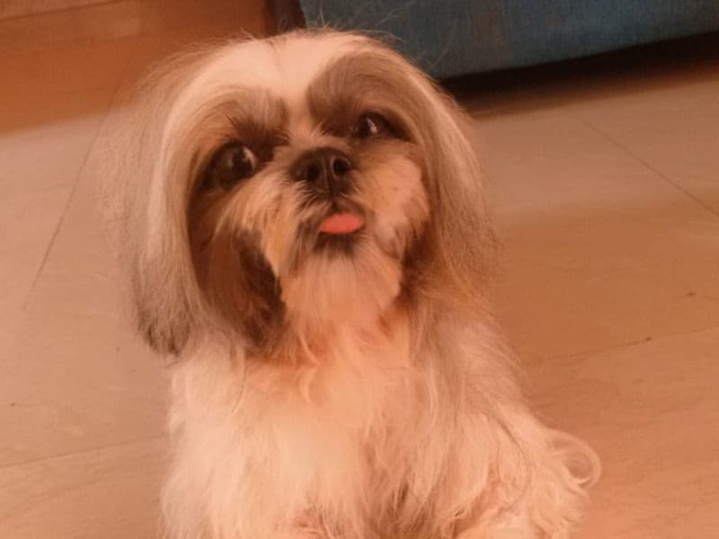 Papu primary photo