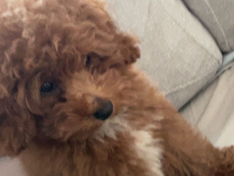Miniature Poodle 7 months old male small named Ike for sale in DuPage County, Illinois | Petmeetly