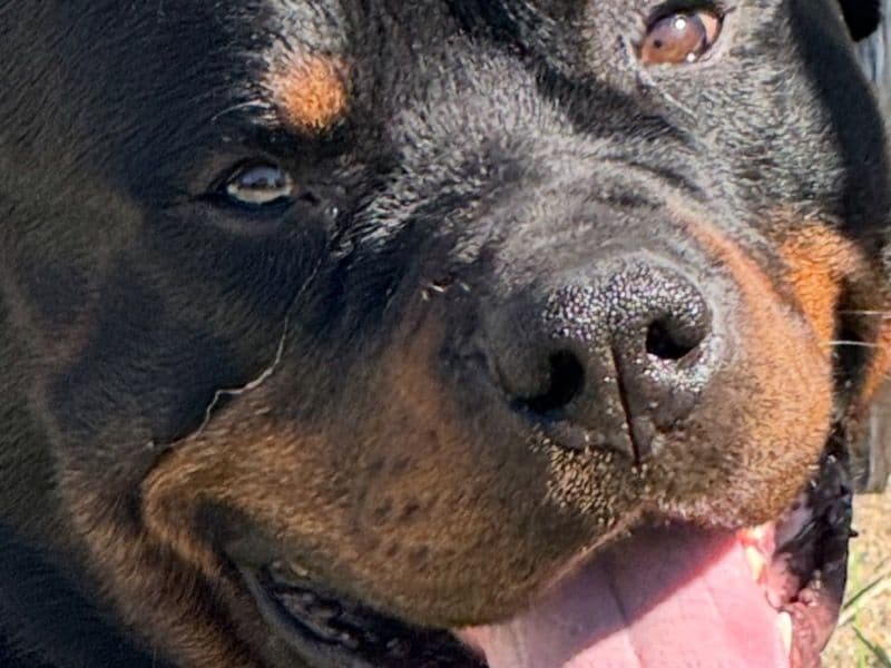 Rottweiler 4 years 3 months old male large named Buddy for breeding in Winslow No. 319, Saskatchewan | Petmeetly