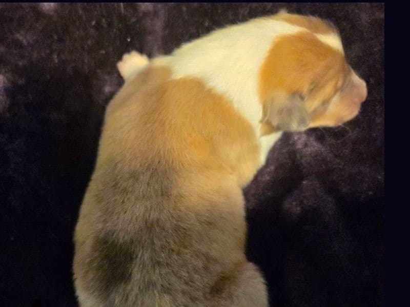 Jupiter primary photo