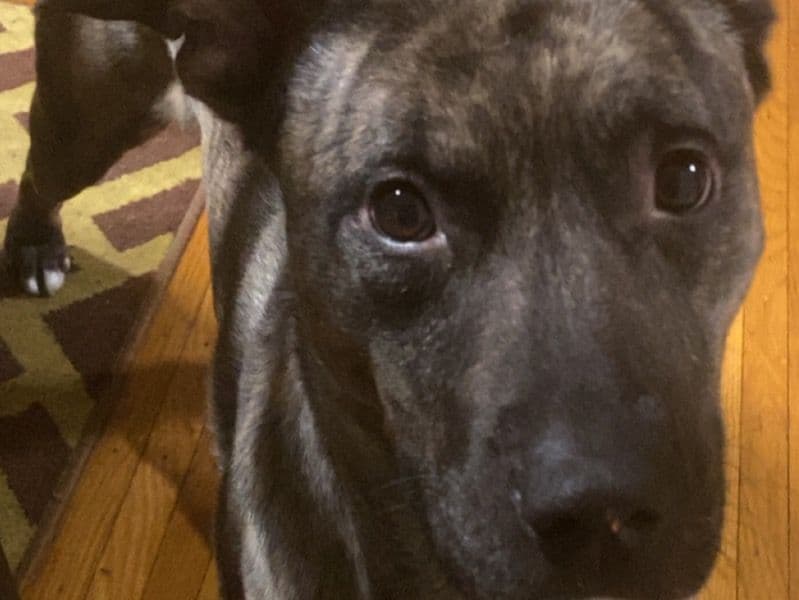 Siberian Husky 2 years 1 month old male medium named Ali for sale in Erie County, Pennsylvania | Petmeetly