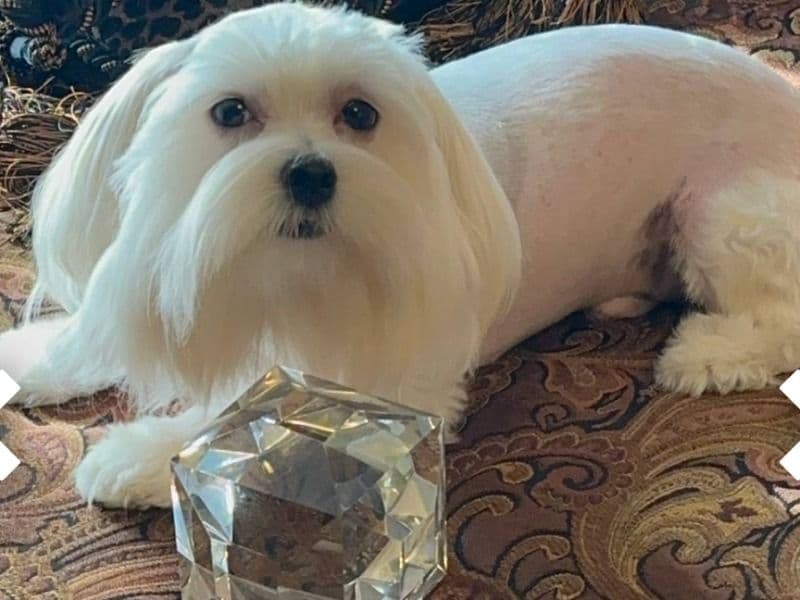 Maltese 1 year 5 months old male small named Romeo for breeding in Tarrant County, Texas | Petmeetly