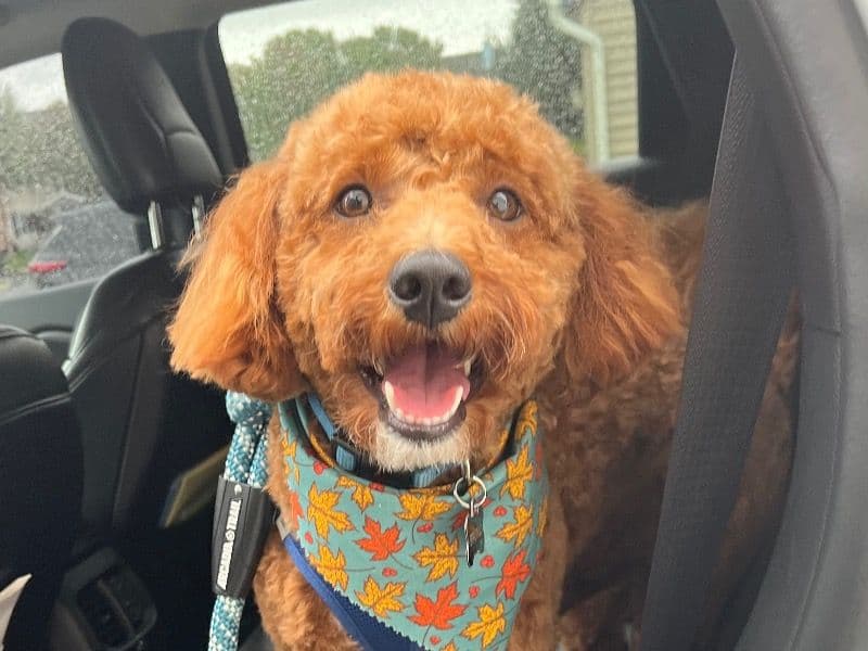 Bruno primary photo