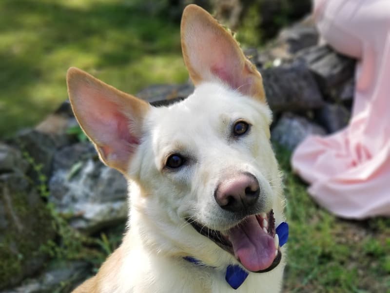 German Shepherd Husky 5 years 10 months old male large named Axle for breeding in Garland County, Arkansas | Petmeetly