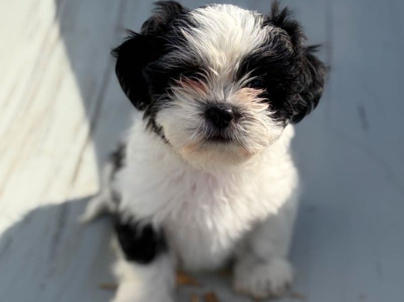 Shih Tzu 2 months old male small named Camilo for sale in Maricopa County, Arizona | Petmeetly