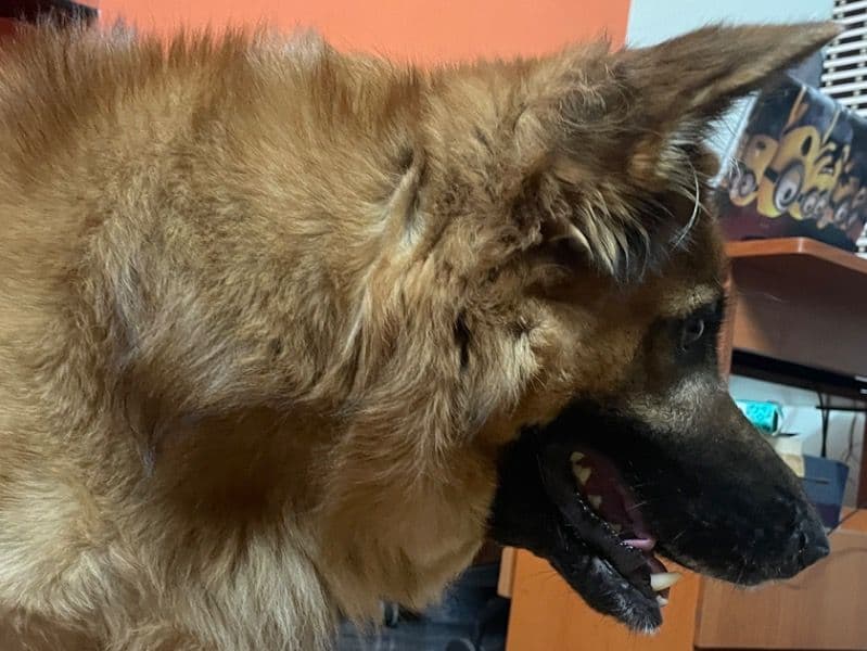 German Shepherd 8 years 5 months old male large named Parker for breeding in Erode, Tamil Nadu | Petmeetly