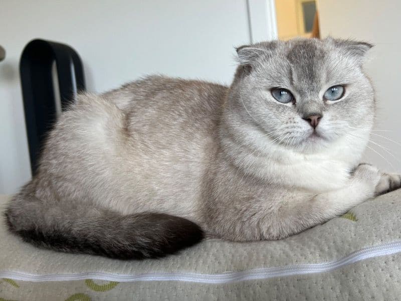 Yuki primary photo