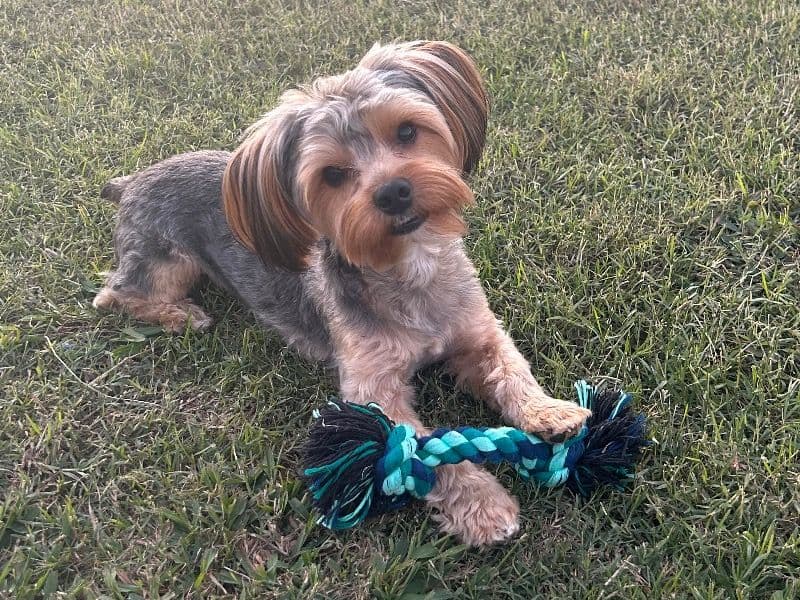 Miko primary photo