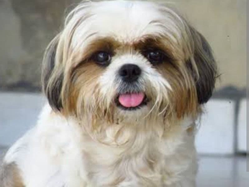 Shih Tzu 2 years 8 months old female medium named Cindrella for breeding in Tamil Nadu | Petmeetly