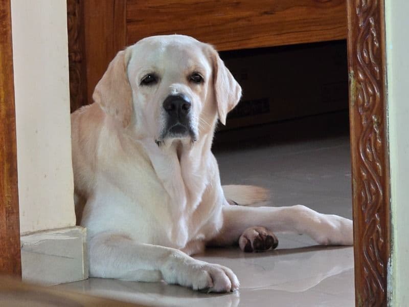 English Labrador Retriever 4 years 1 month old male large named Cooper for breeding | Petmeetly
