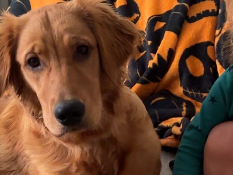 Golden Retriever 1 year 3 months old female large named Roxy for breeding in Wayne County, Michigan | Petmeetly