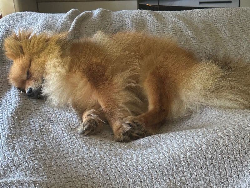 Pomeranian 1 year 10 months old male small named Rocket for breeding in Coffs Harbour City Council, New South Wales | Petmeetly