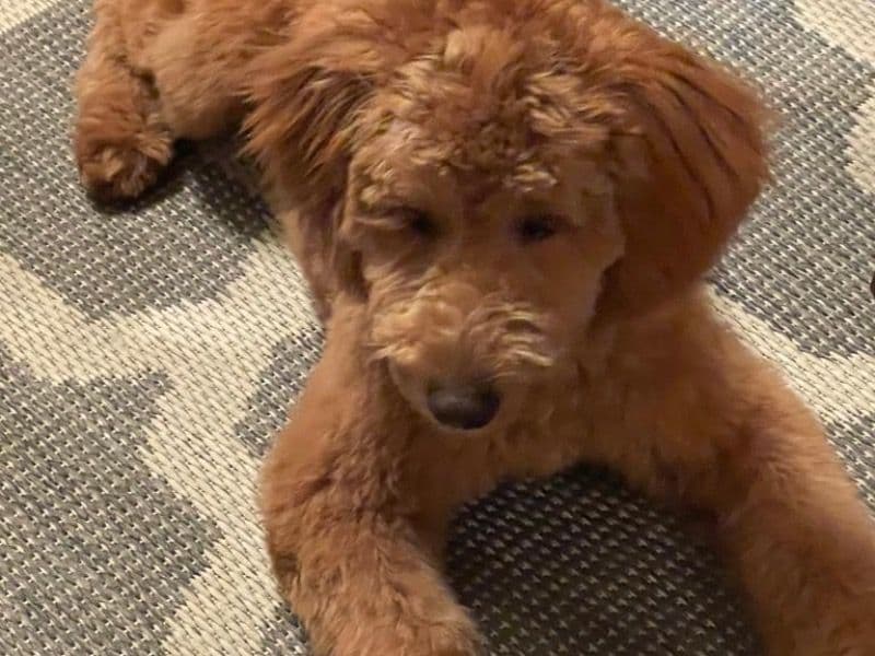Mini Golden Doodle 1 year 5 months old male small named Teddy for breeding in Queens County, New York | Petmeetly