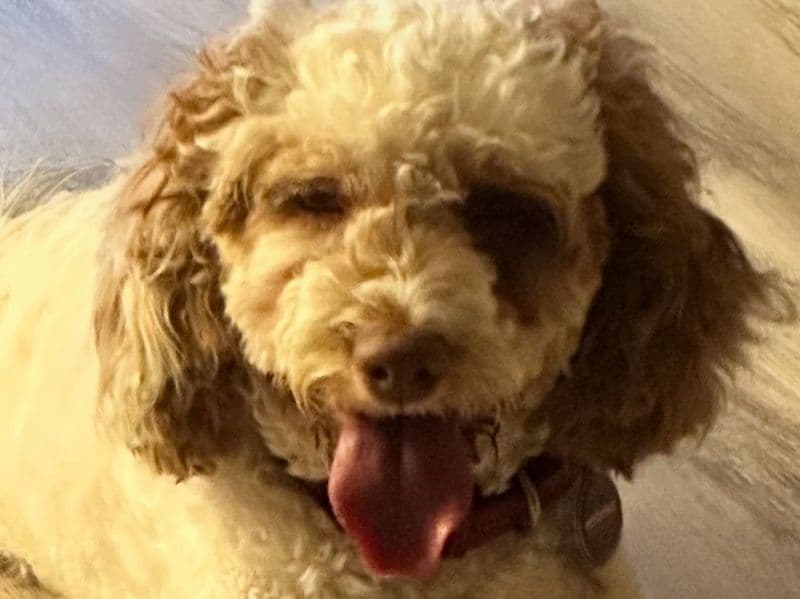 Cockapoo 1 year 10 months old female medium named Skye for breeding in Lancaster County, Nebraska | Petmeetly