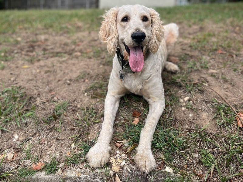 Goldendoodle 5 years 1 month old male large named Sampson for breeding in Saline County, Arkansas | Petmeetly