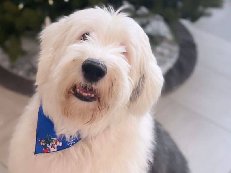 Old English Sheepdog 8 years 11 months old male large named Elvis for breeding in DuPage County, Illinois | Petmeetly