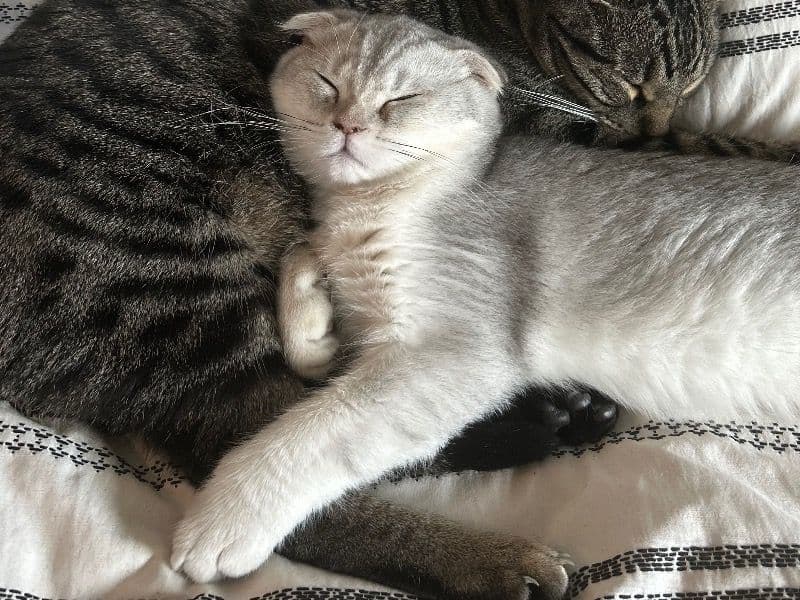 Scottish Fold 10 months old male named Torrent for breeding in Denver County, Colorado | Petmeetly