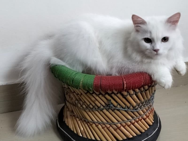 Persian 1 year 2 months old male named Snow for breeding in Bangalore Division, Karnataka | Petmeetly