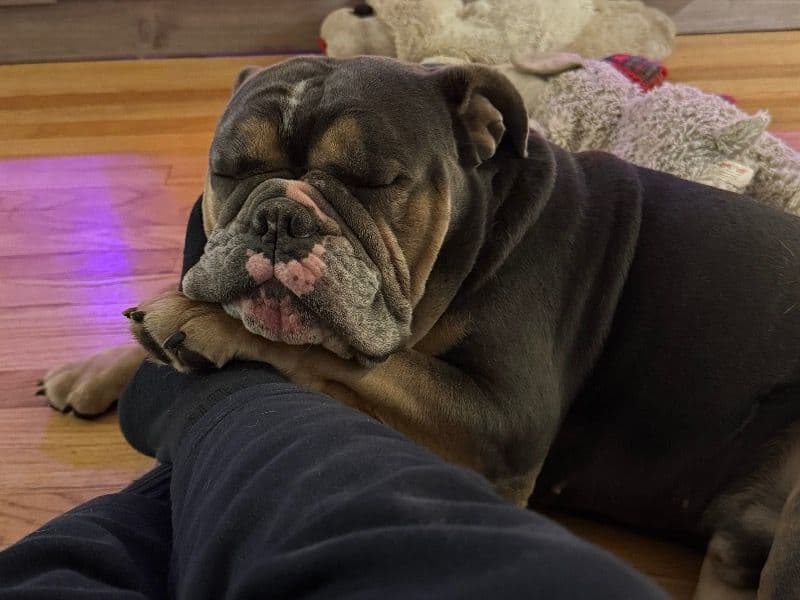 Old English Bulldog 2 years 5 months old male medium named Rocco for breeding in Baltimore County, Maryland | Petmeetly
