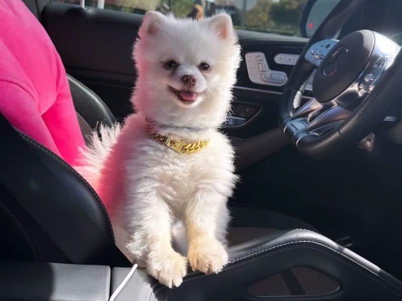 Pomeranian 5 years 10 months old male small named Ace for breeding in Los Angeles County, California | Petmeetly