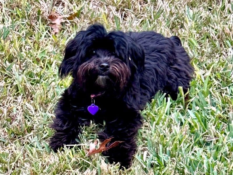 Charlee primary photo