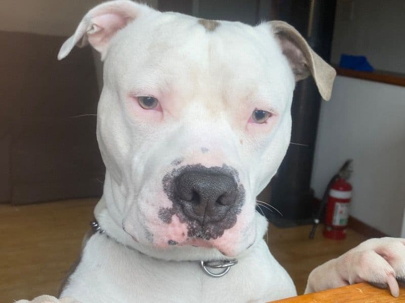 American Staffordshire Terrier 3 years 5 months old male medium named Morpheus for breeding in City of Blacktown, New South Wales | Petmeetly