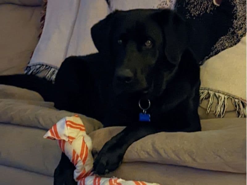 English Labrador Retriever 8 years 1 month old male large named Bishop for breeding in Hamilton County, Tennessee | Petmeetly