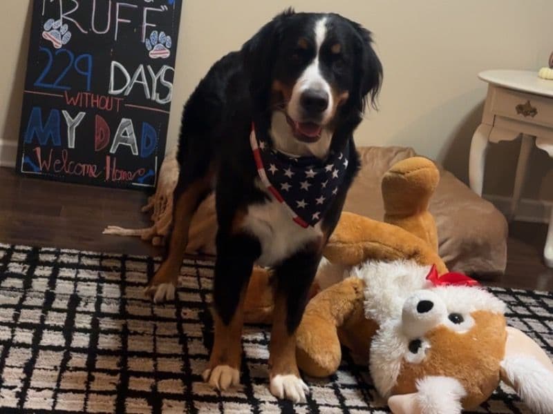 Bernese Mountain Dog 2 years 4 months old female extra large named Jane for breeding in Montgomery County, Tennessee | Petmeetly