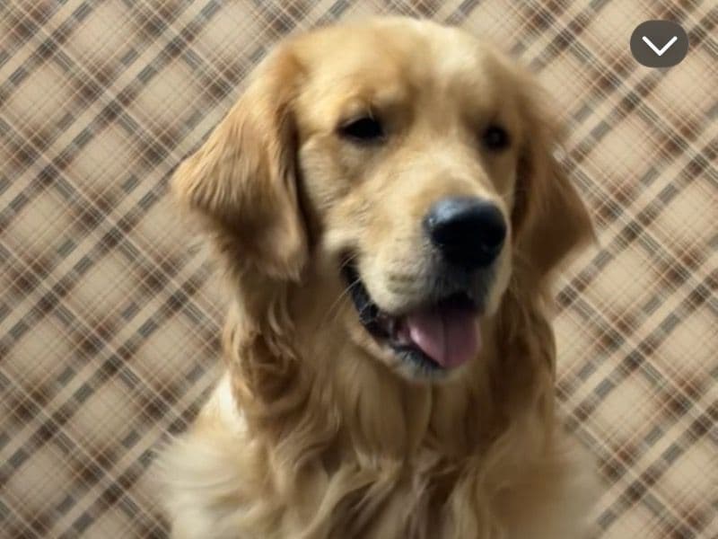 Golden Retriever 2 years 1 month old male large named Coco for breeding in Delhi Division, Delhi | Petmeetly