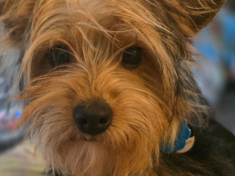 Yorkshire Terrier 1 year 6 months old male medium named Sir for breeding in Tulsa County, Oklahoma | Petmeetly