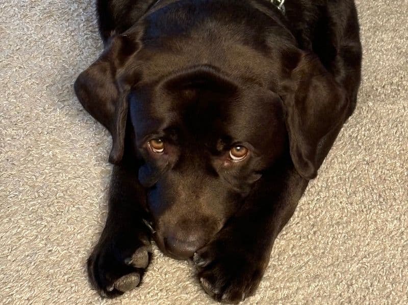 Jack primary photo