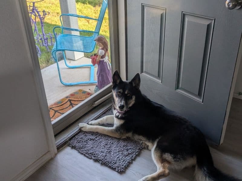 German Shepherd Husky 2 years 2 months old female medium named Sassy for sale in Guadalupe County, Texas | Petmeetly