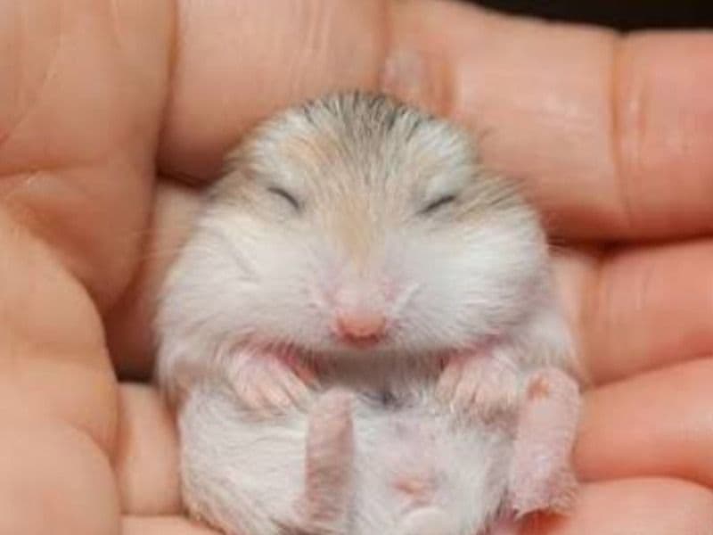 Hamster 8 months old male named Coco for breeding in Jabalpur Division, Madhya Pradesh | Petmeetly