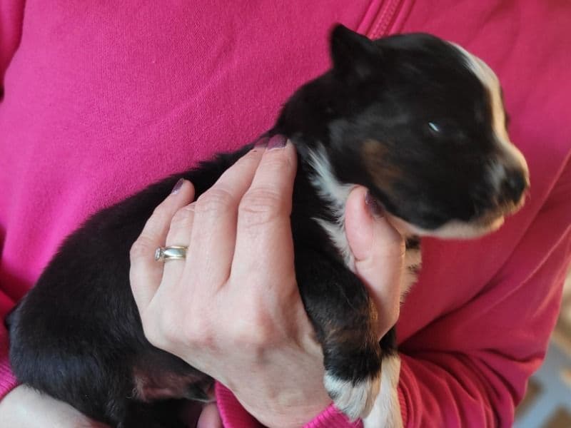 Australian Shepherd 1 month old male medium named Bucky for sale in Newberg, Oregon | Petmeetly