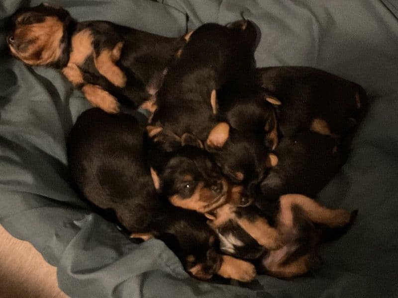 Silky Terriers primary photo