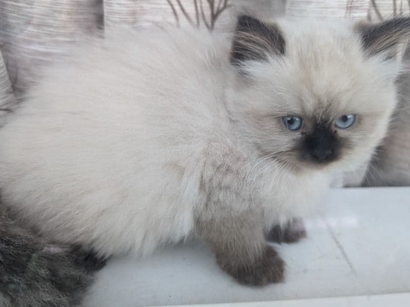Ragdoll primary photo