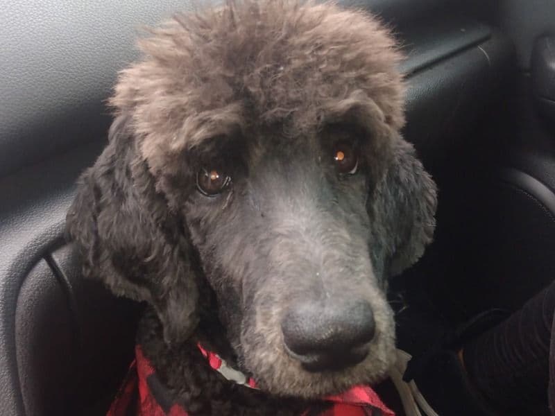 Standard Poodle 3 years 1 month old male medium named Dranger for breeding in Pima County, Arizona | Petmeetly