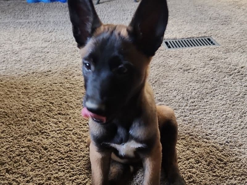 Belgian Malinois 1 year 1 month old female medium named Echo for breeding in Aransas County, Texas | Petmeetly