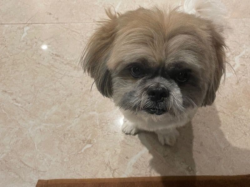 Coco primary photo