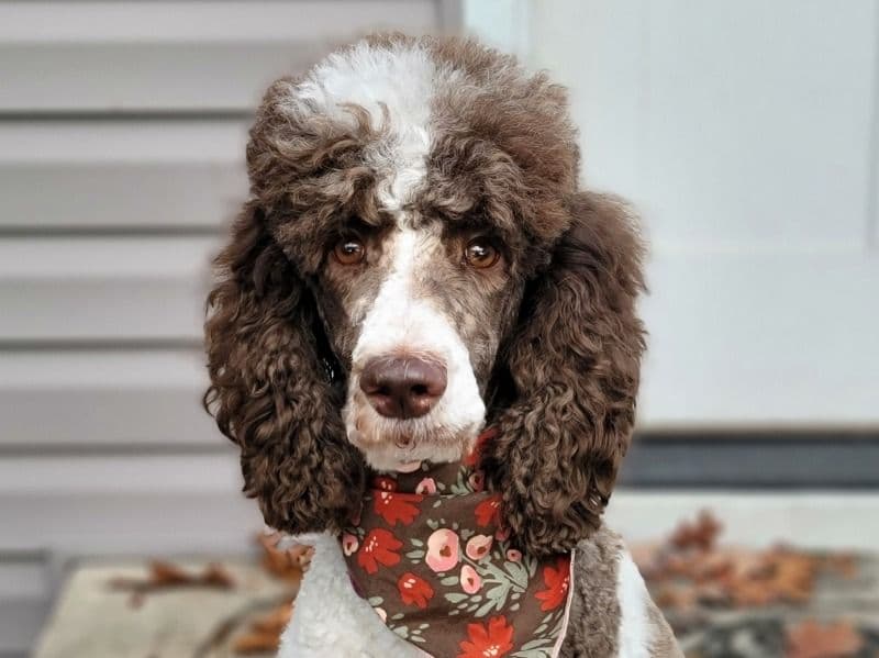 Maggie primary photo