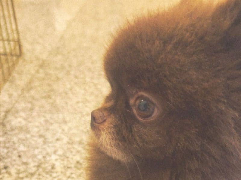 Pomeranian 3 years 1 month old male medium named Coco for breeding in Abu Dhabi Region, Abu Dhabi | Petmeetly