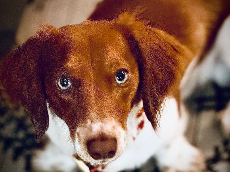 Brady primary photo