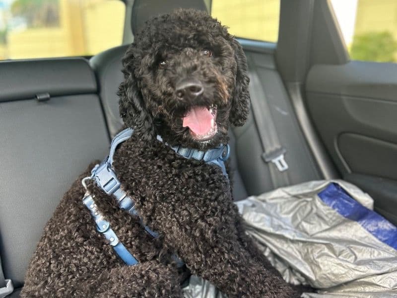 Milo primary photo