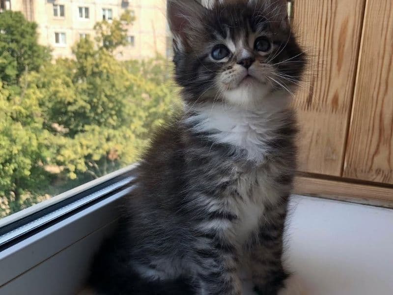 Grace - Maine Coon | Petmeetly