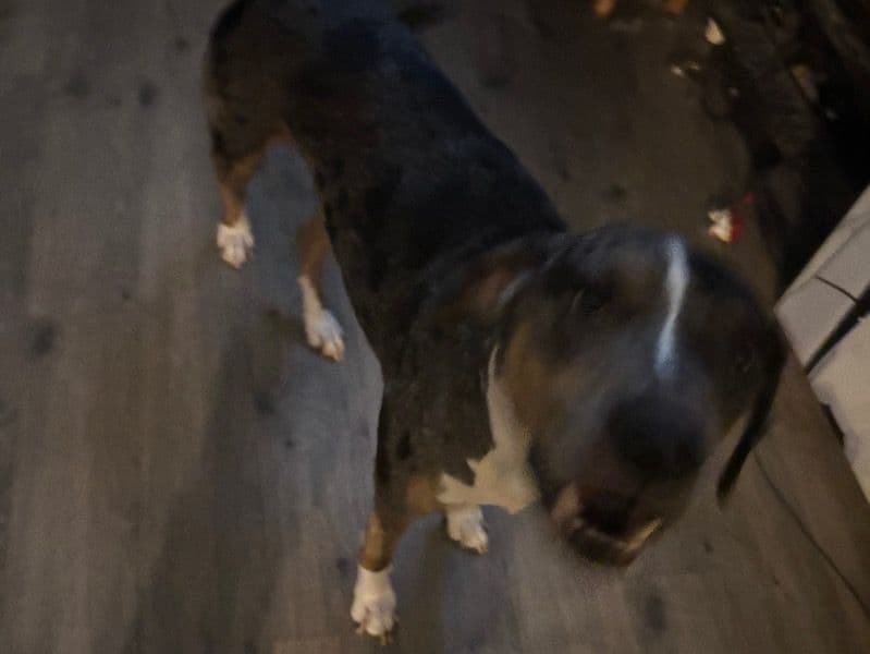 Catahoula Leopard Dog 4 years 2 months old male large named Gunner for breeding in Knox County, Illinois | Petmeetly