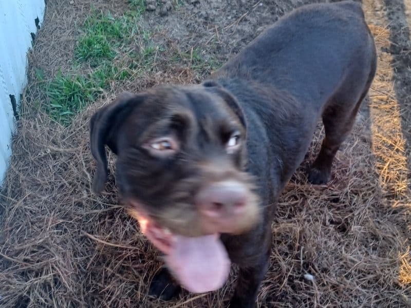 Rufus primary photo
