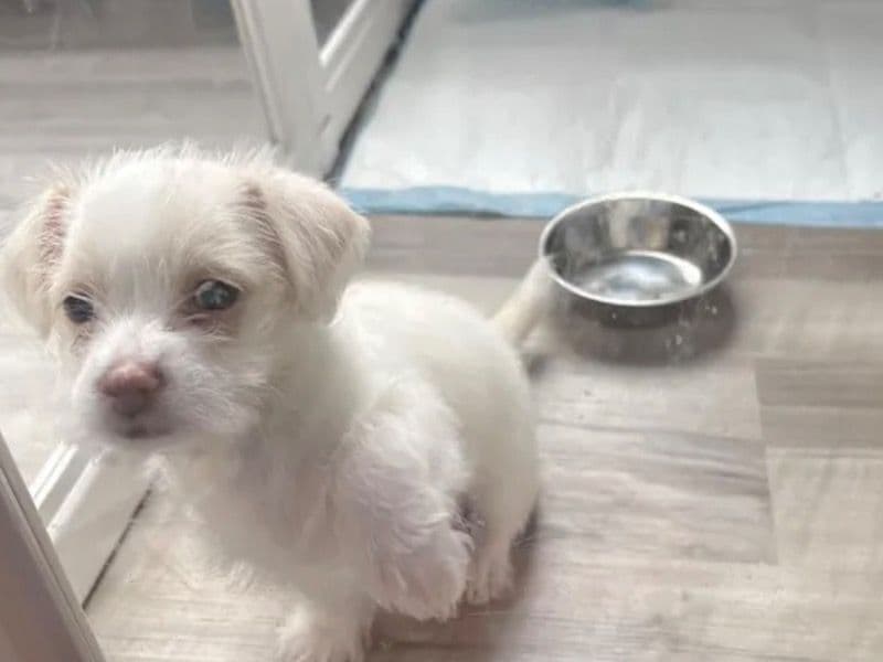 Maltese 2 months old male small named Marshmallow for sale in Will County, Illinois | Petmeetly