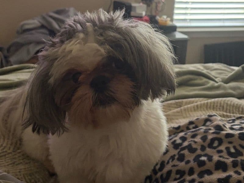 Shih Tzu 2 years 2 months old male small named Bentley for breeding in Mobile County, Alabama | Petmeetly