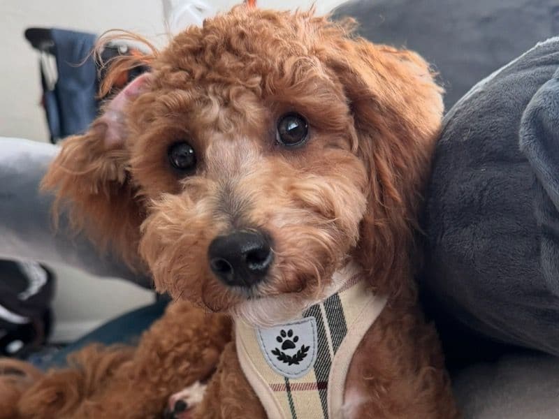 Teddy primary photo